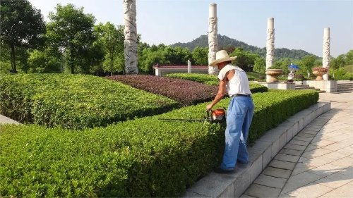 無(wú)錫一公司招聘要求60歲男性?xún)?yōu)先 回應(yīng) 系綠化養(yǎng)護(hù)